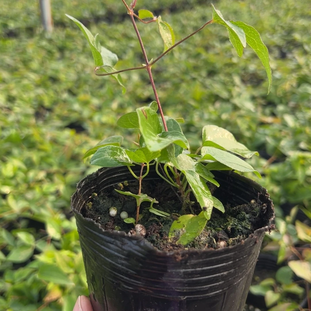 风森林铁线莲（偏远不发）