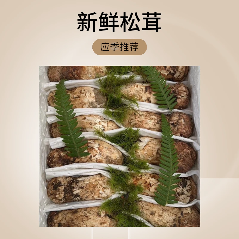 【新鲜松茸】云南香格里拉鲜松茸250g～1000g 应季推荐
