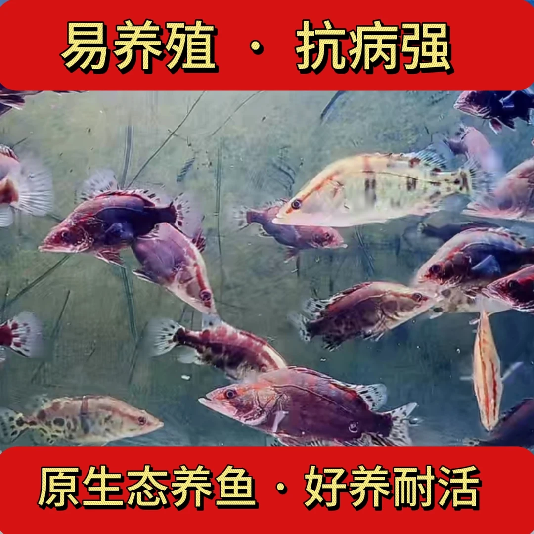 红纹观赏鳜鱼幼鱼苗桂花鱼苗淡水养殖翘嘴大眼鳜白头鳜鱼活体鱼苗