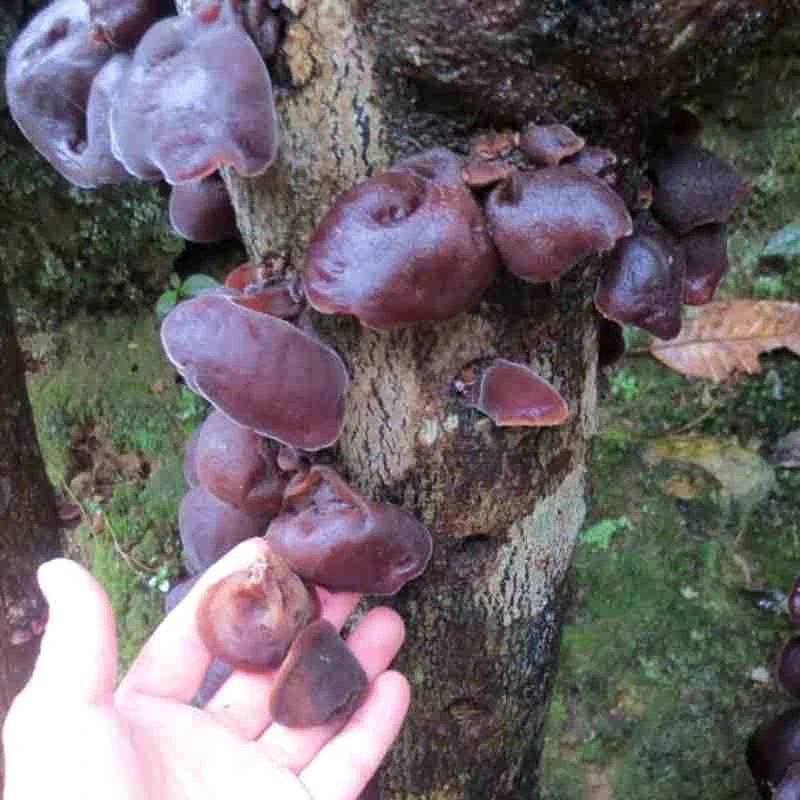 深山老林仿野生黑木耳