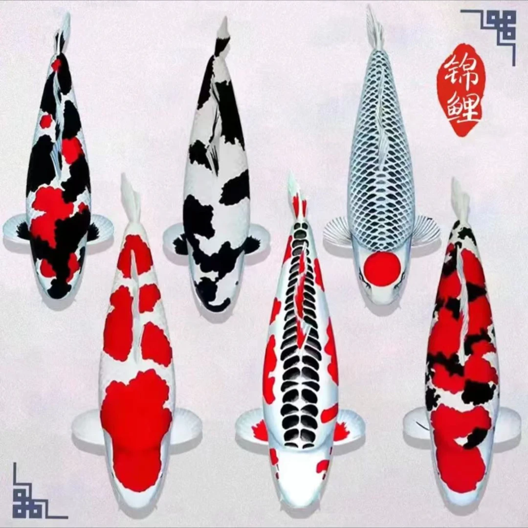 锦鲤直播直播日本锦鲤观赏鱼纯种红白大正昭和淡水养殖