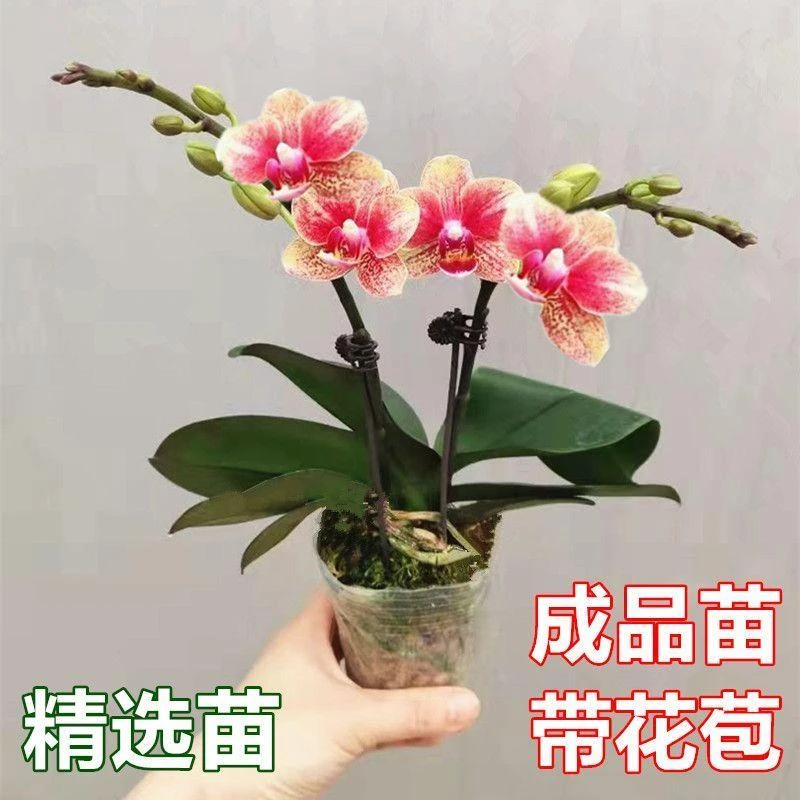 蝴蝶兰带花苞易养兰花年宵花卉四季开花室内盆栽办公室桌面绿植物
