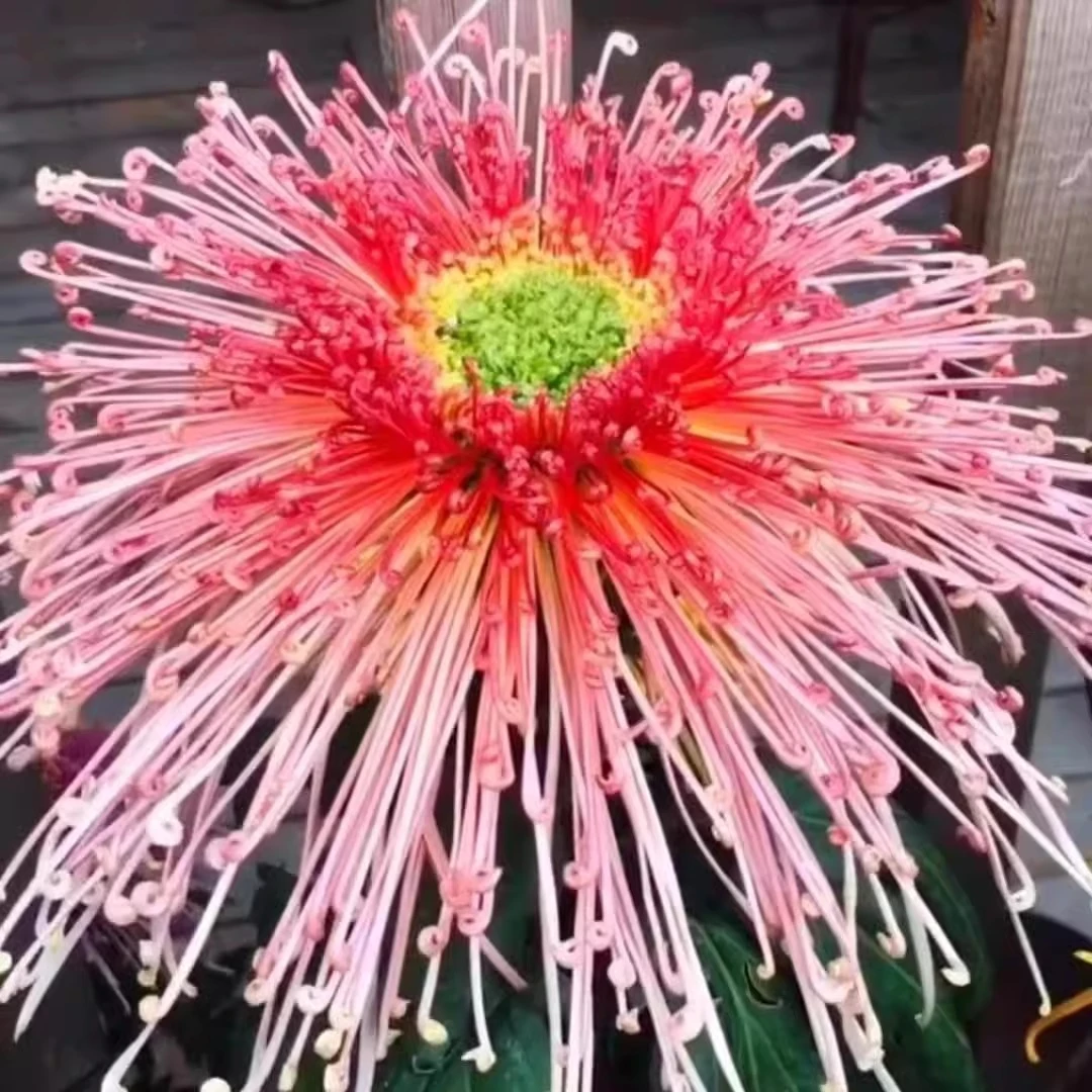 【濑户千草】稀有菊花品种菊花盆栽大苗带花苞发货多年生宿根植物