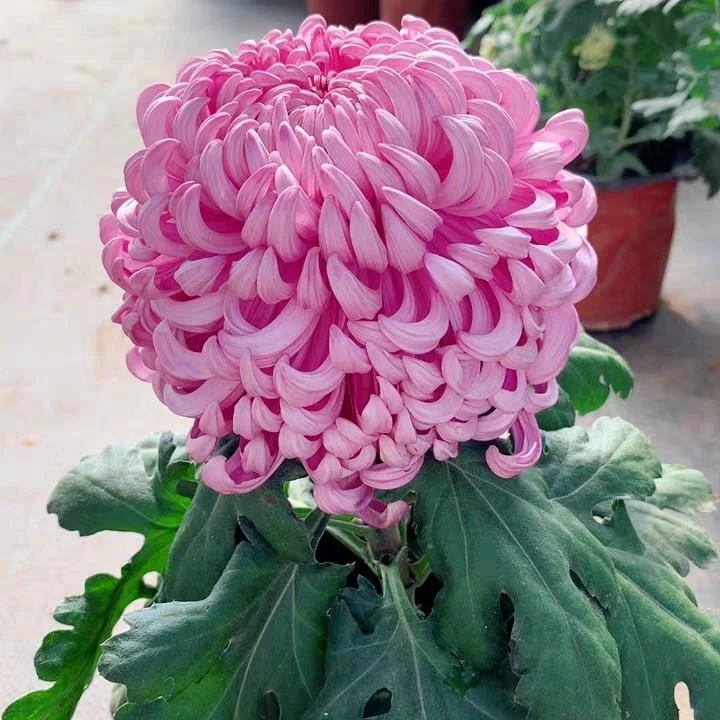 国华大花九月菊大花国庆菊花盆栽苗超大花型，9-11月份都是带花发