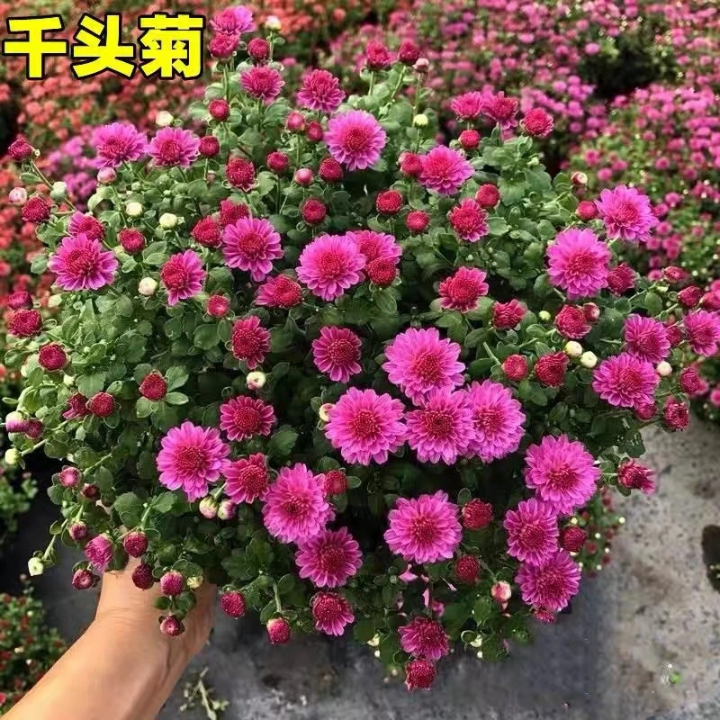 【千头菊】带花苞菊花鲜花盆栽大苗庭院阳台耐寒好养花卉养护栽种