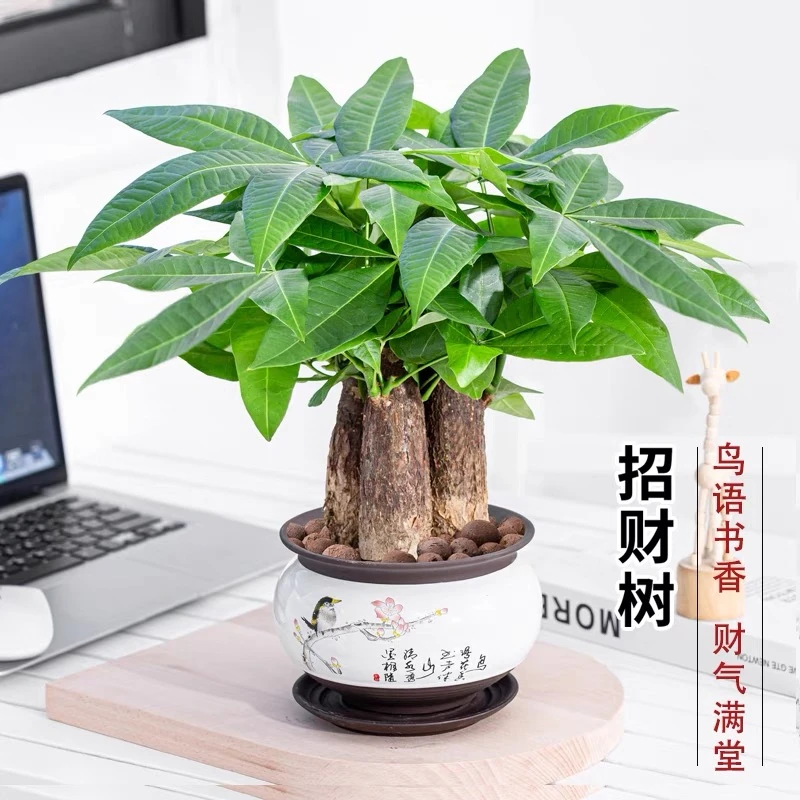 发财树盆栽室内植物招财客厅办公室桌面绿植四季好养活开业送礼新