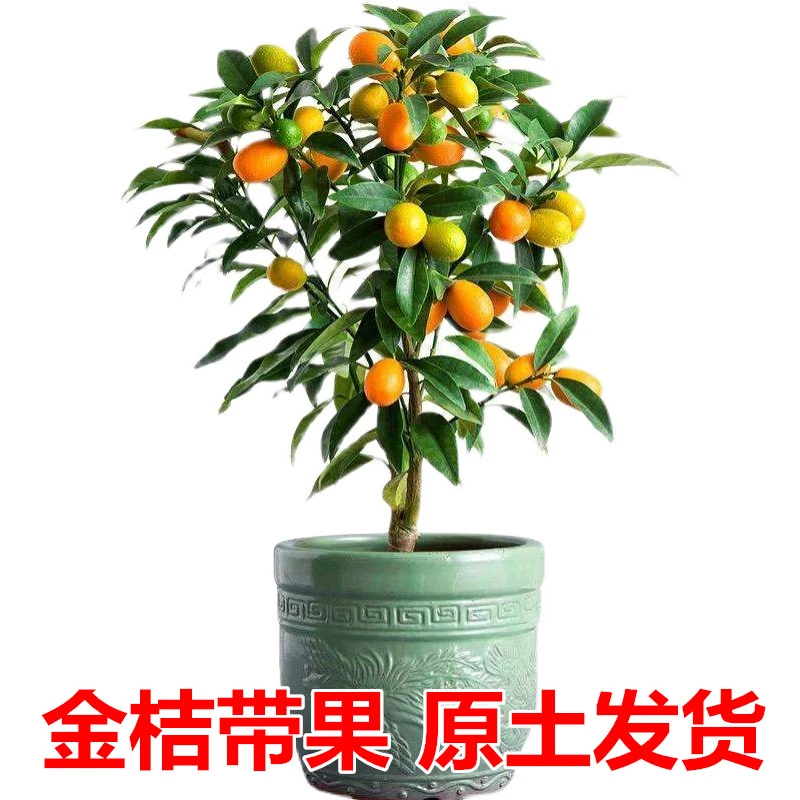 金桔带果盆栽树苗四季果树食用小金桔子苗脆皮金橘招财果室内植物