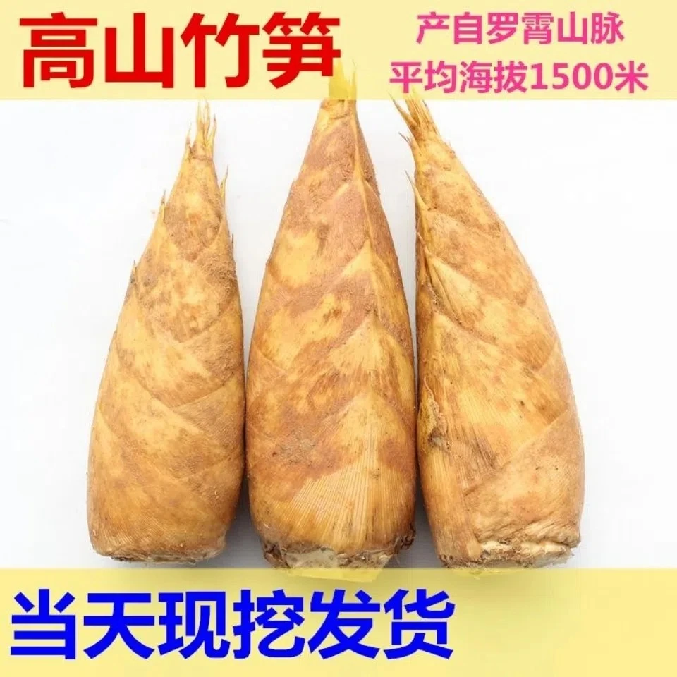 江西高山春笋冬笋5斤包邮新鲜现挖大竹笋黄泥笋时令蔬菜毛竹楠竹
