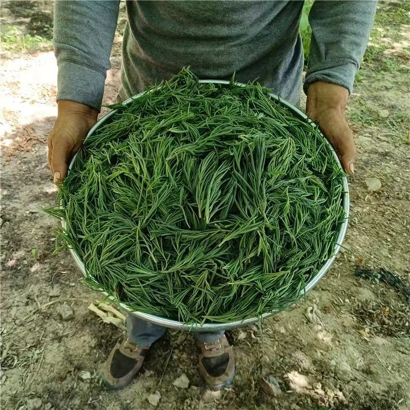 野菜黄骅港黄菜3斤野生菜海菜海滩菜皇席菜黄蓿菜皇须菜净重