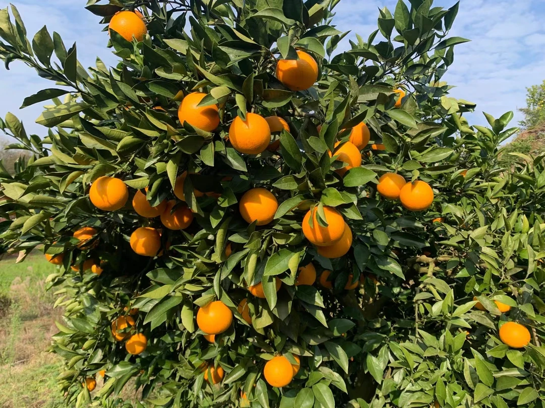 冰糖橙，芷江禾梨坳自家果园种植