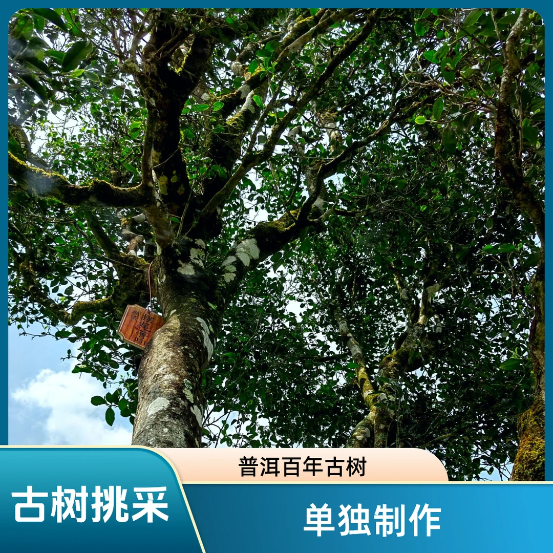 新品推荐2024年正宗摆尾箐古树春茶花蜜香散茶云南普洱通用生茶