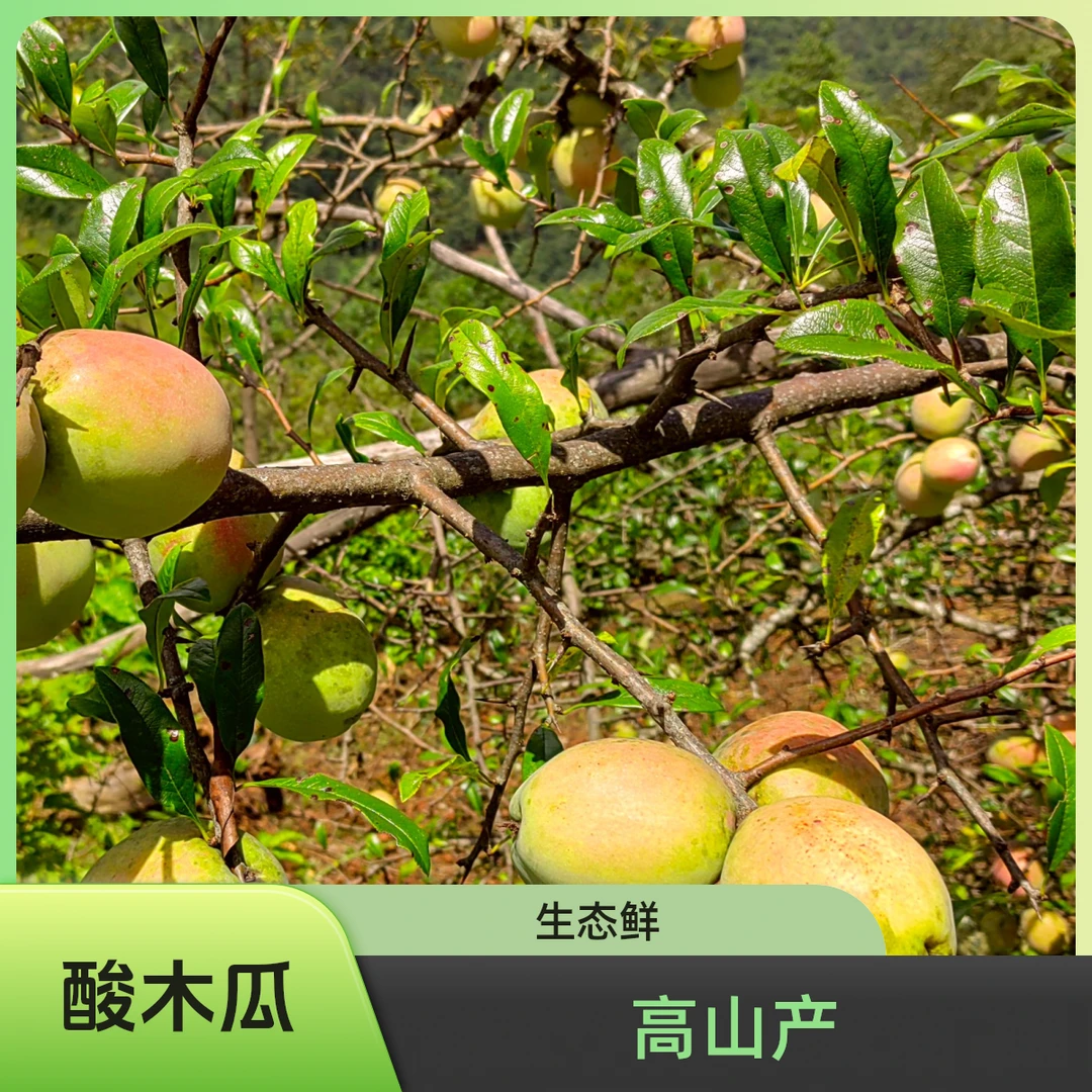 酸木瓜云南高山种植生态酸木瓜生吃做菜泡酒水果炖鸡炖猪脚3斤起