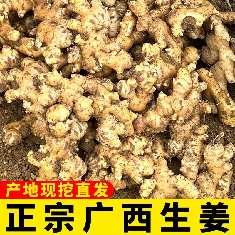 广西正宗小黄姜产地现挖现发不好吃包退顺丰快递安全快速可靠