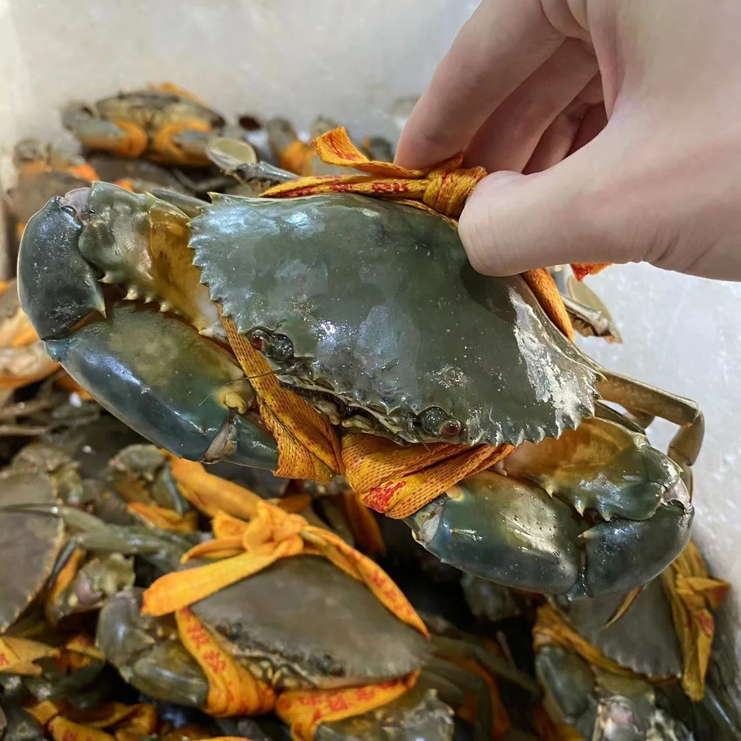 【3只包邮】三门青蟹【大母膏蟹6-8两】鲜活红膏蟹鲜活发出正宗