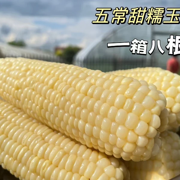 2024鲜食糯玉米 8根东北黑龙江五常黏玉米新鲜糯玉米熟甜嫩糯