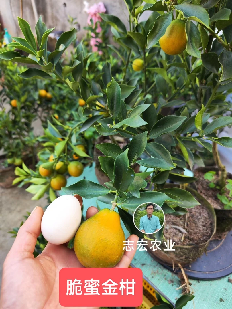 脆蜜金柑2年裸根地栽阳台庭院楼顶盆栽对版成活种植