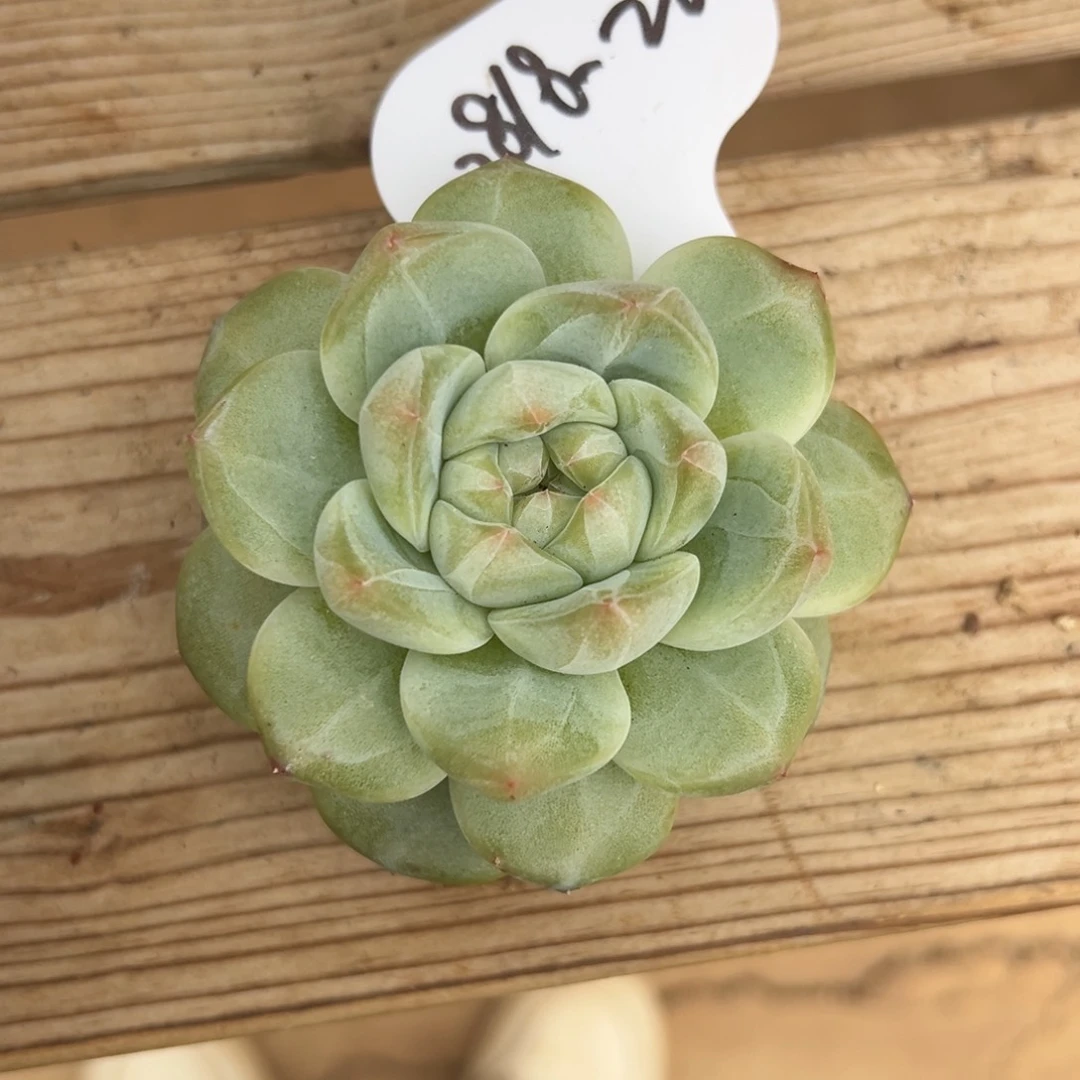 ?****0818-20新品