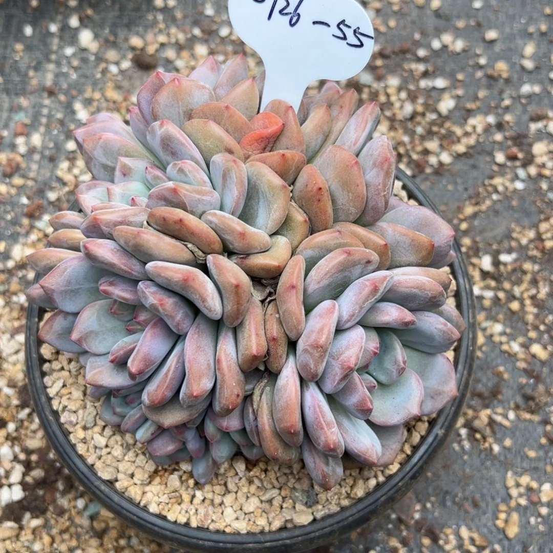 Y**静0926-55爱丽儿