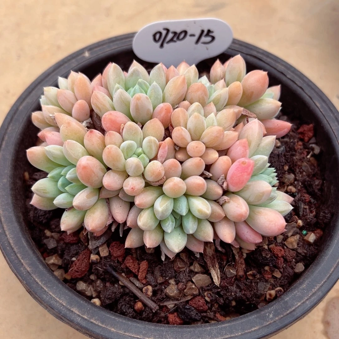 洛*0720-15奶糖。。。