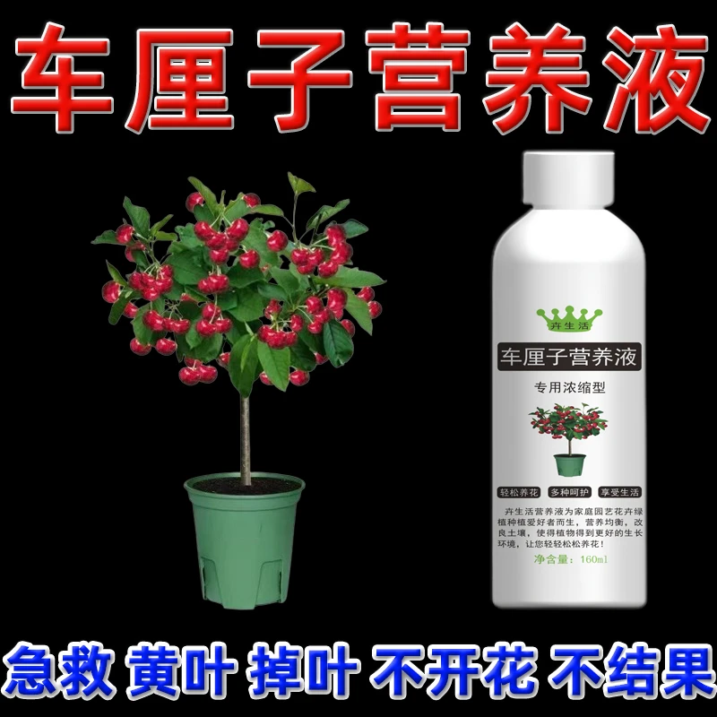 车厘子营养液盆栽植物车厘子树苗肥料樱桃果树开花专用肥催花素