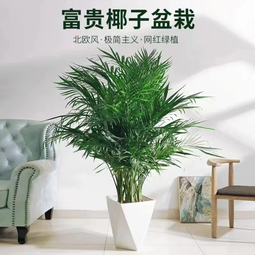 富贵椰子大型绿植盆栽室内客厅办公室好养植物盆景四季常青除甲醛