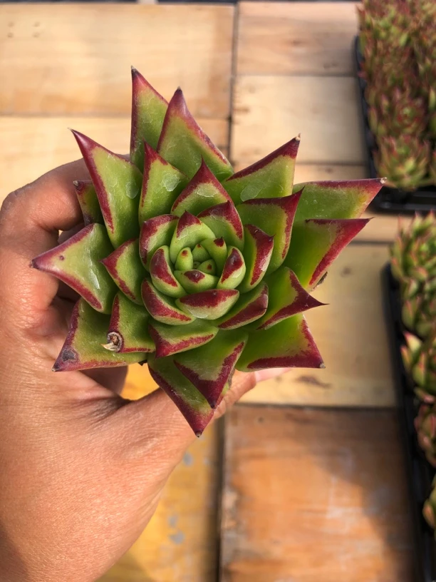 精控小单头口红多肉植物 全场满12.9包邮不满到付