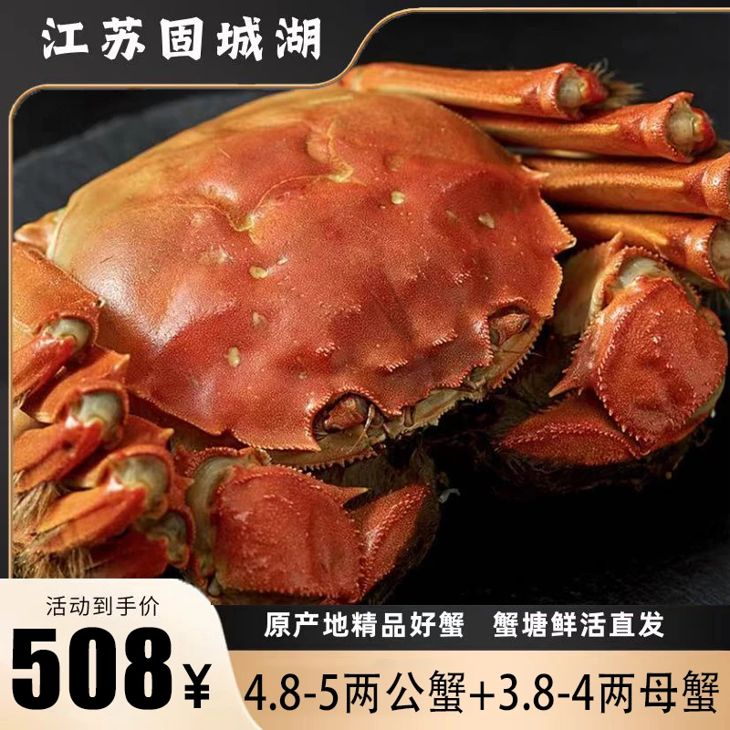【活蟹】精品大闸蟹4.8-5两公蟹+3.8-4两母蟹 8|10只 精挑蟹 固城湖