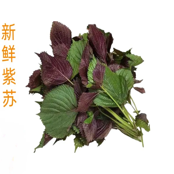 湖南本地新鲜紫苏叶现摘鱼虾蟹去腥提香农家自种发货上市农家菜