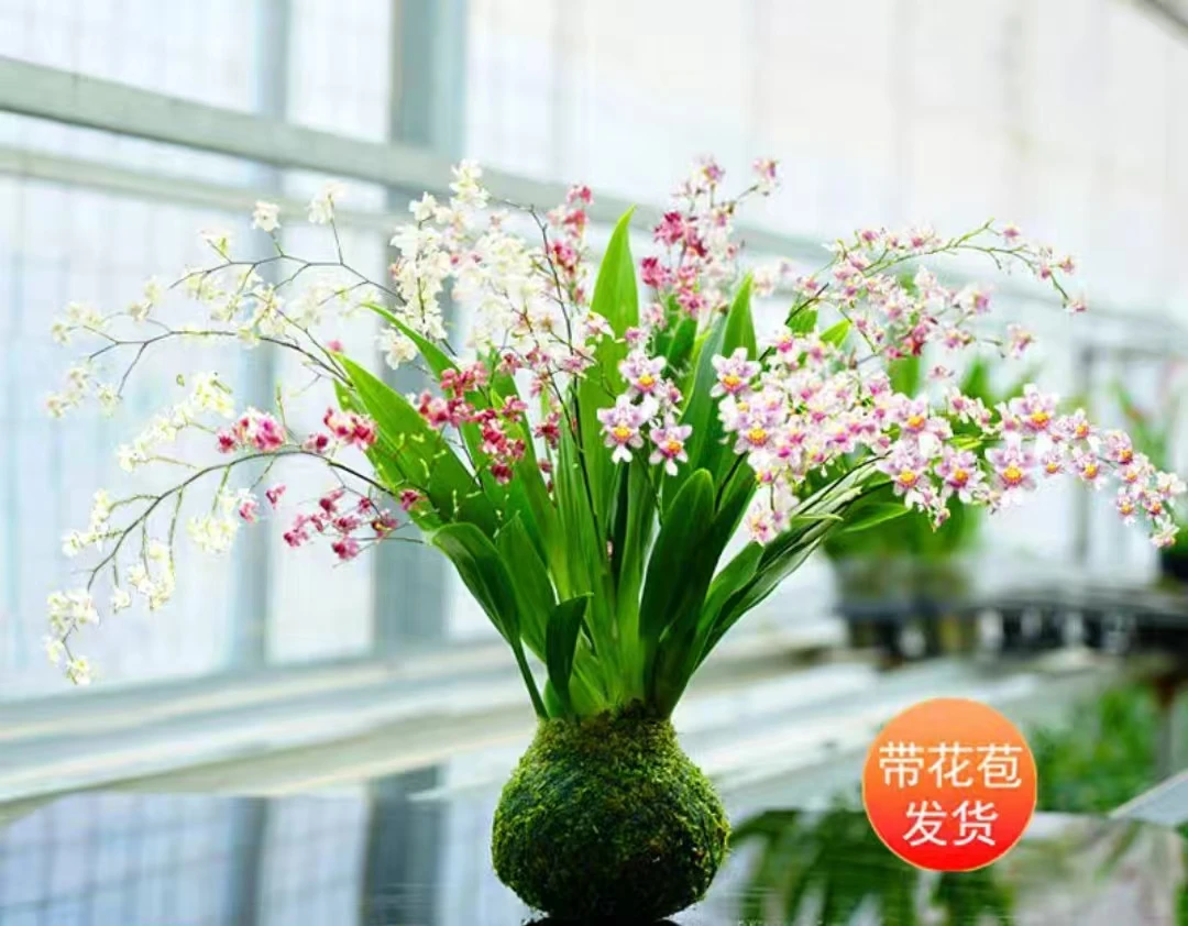 梦香兰【双拼】带花苞浓香型室内阳台茶桌绿植花卉原盆原土发货