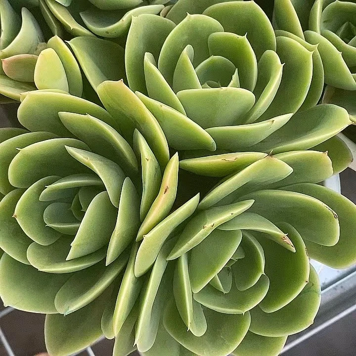 星纳塔 种植园艺产品美丽陶粒进口对比根系可选