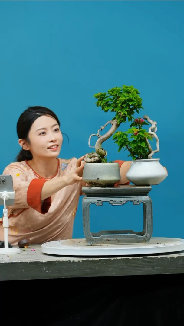 【闪购商品】盆景三角梅塔紫