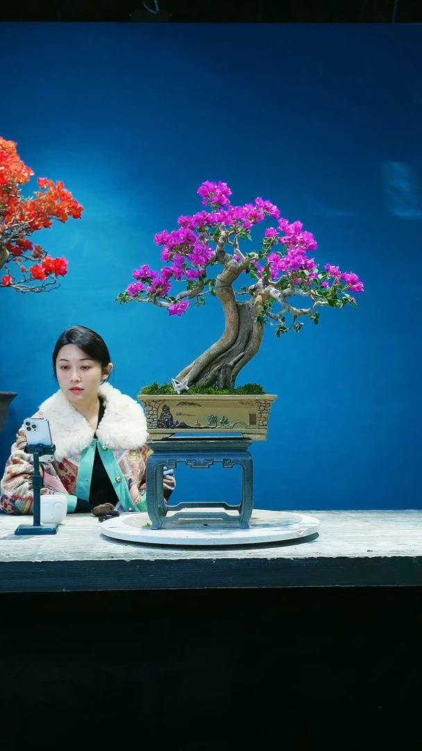 【闪购商品】三角梅三角梅