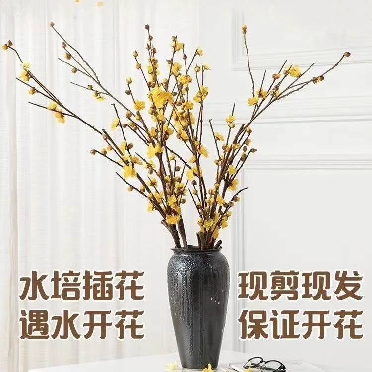 腊梅鲜切枝浓香型腊梅干枝带花苞遇水开花客厅卧室插花鲜切花耐寒