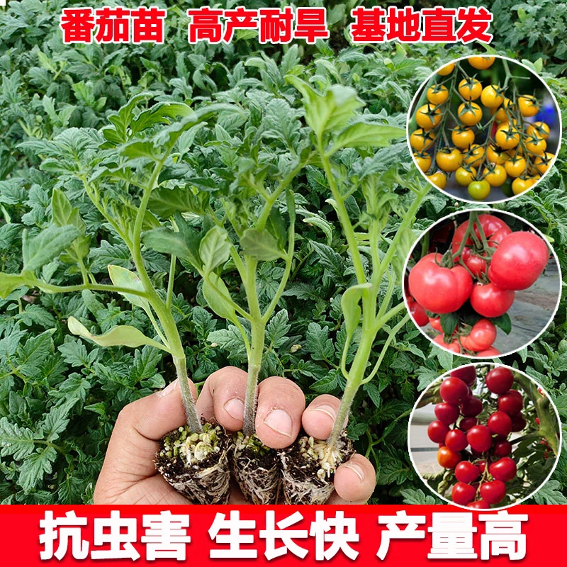 各种番茄苗四季小番茄苗千禧圣女果矮生多种秧苗盆栽耐旱秧果苗