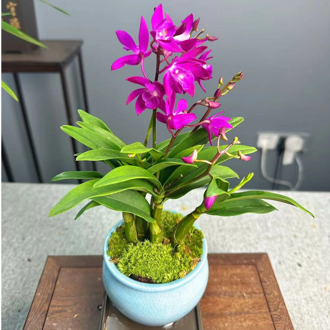 澳洲石斛兰基地直发带花苞