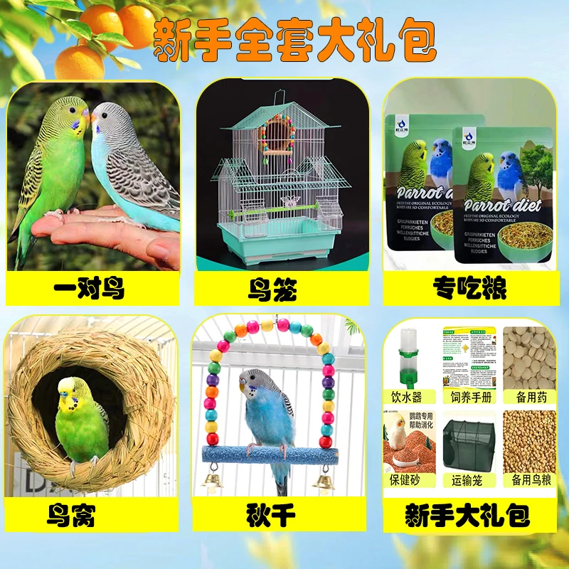 新手套餐粉丝福利特色手养虎皮玩偶组合手养鹦鹉玩偶鸟笼包邮