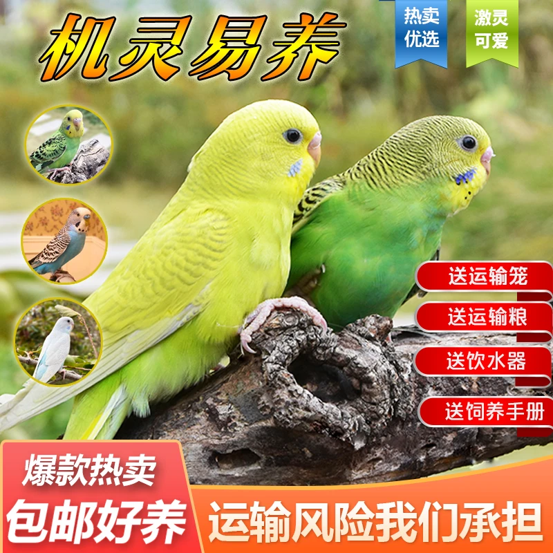 鹦鹉活鸟活物鹦鹉小鸟活鸟会学说话的鸟类活宠物