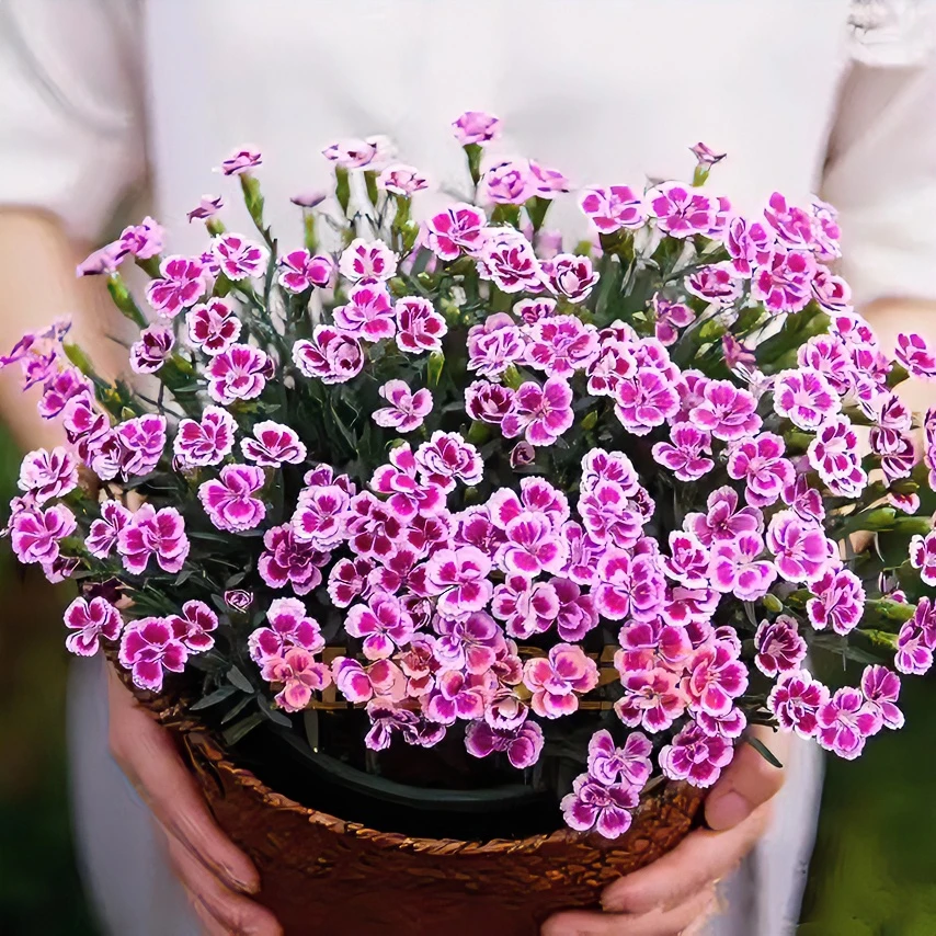 初吻石竹花期300天双色盆四季开花耐寒耐热室内外带花苞栽培