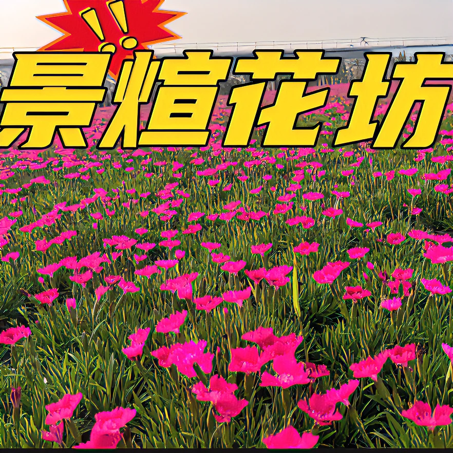 欧石竹粉贝地毯草坪花小院一角必备宿根多年生地被植物