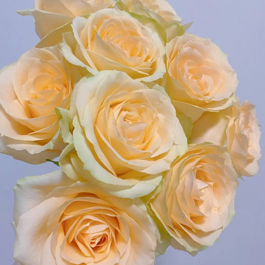 云南鲜切花混色混装30枝浮力大放款顺丰冷链包邮 玫瑰 多颜色客厅