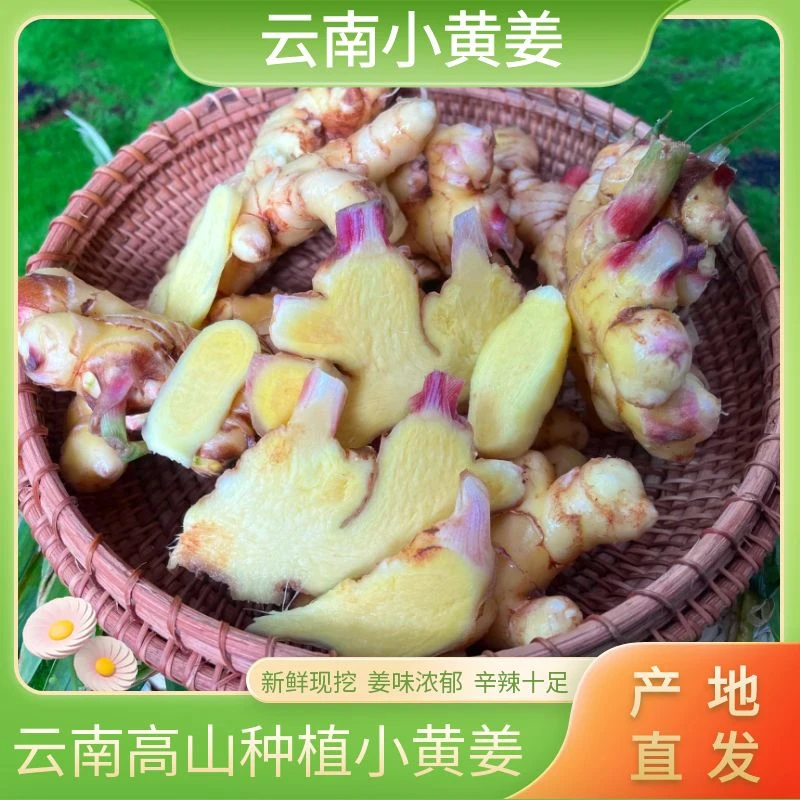 云南高原小黄姜颜色金黄姜丝紧密姜味浓郁