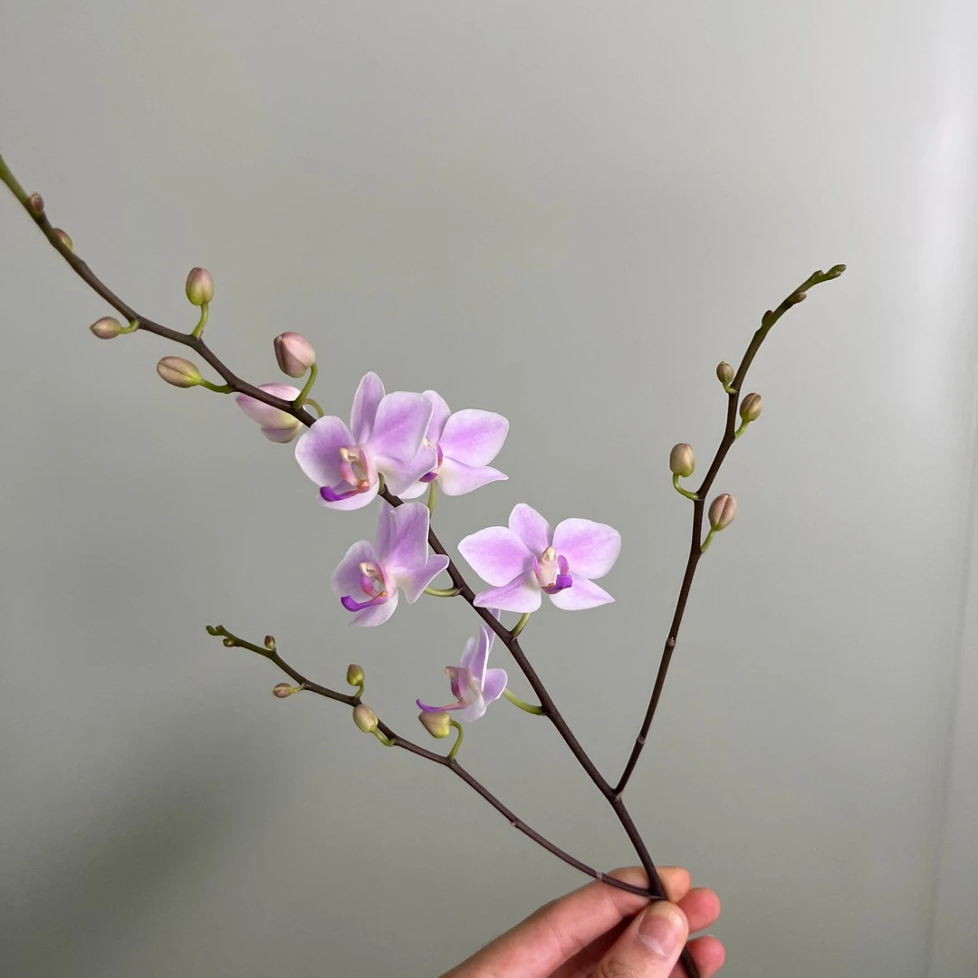 《5颗残雪》趣味蝴蝶兰（2.8寸） 微瑕苗不包售后