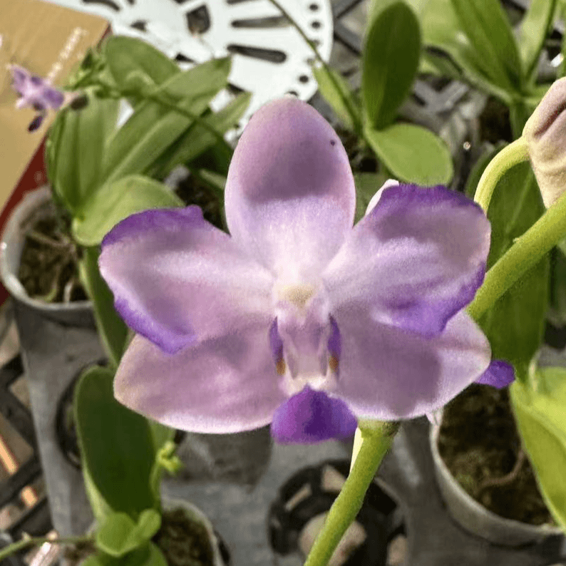 《舒伯特》趣味蝴蝶兰（ 2.5寸）抽梗 -有香