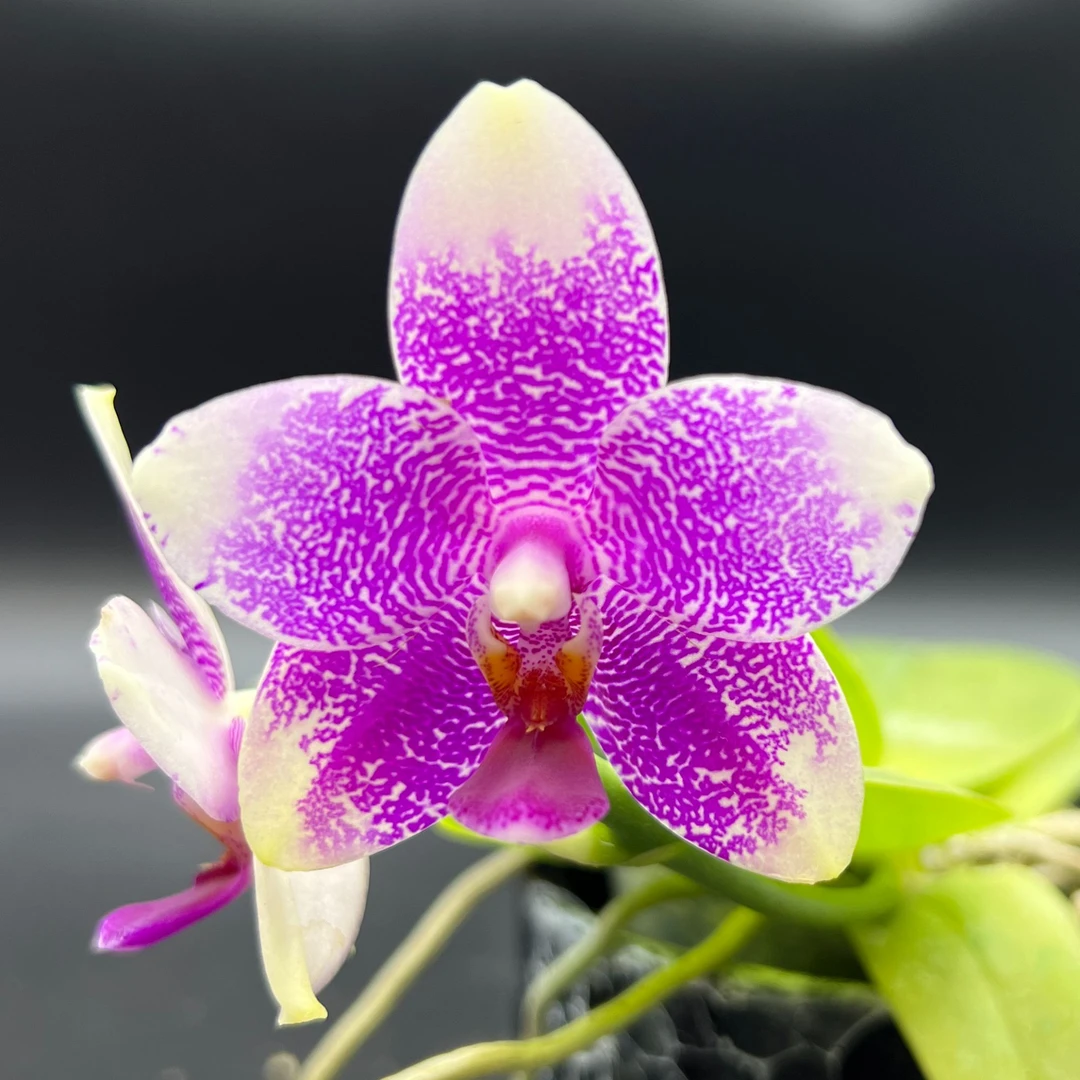 《太阳玫瑰》蝴蝶兰  抽梗带花（3.5寸杯）玫瑰香