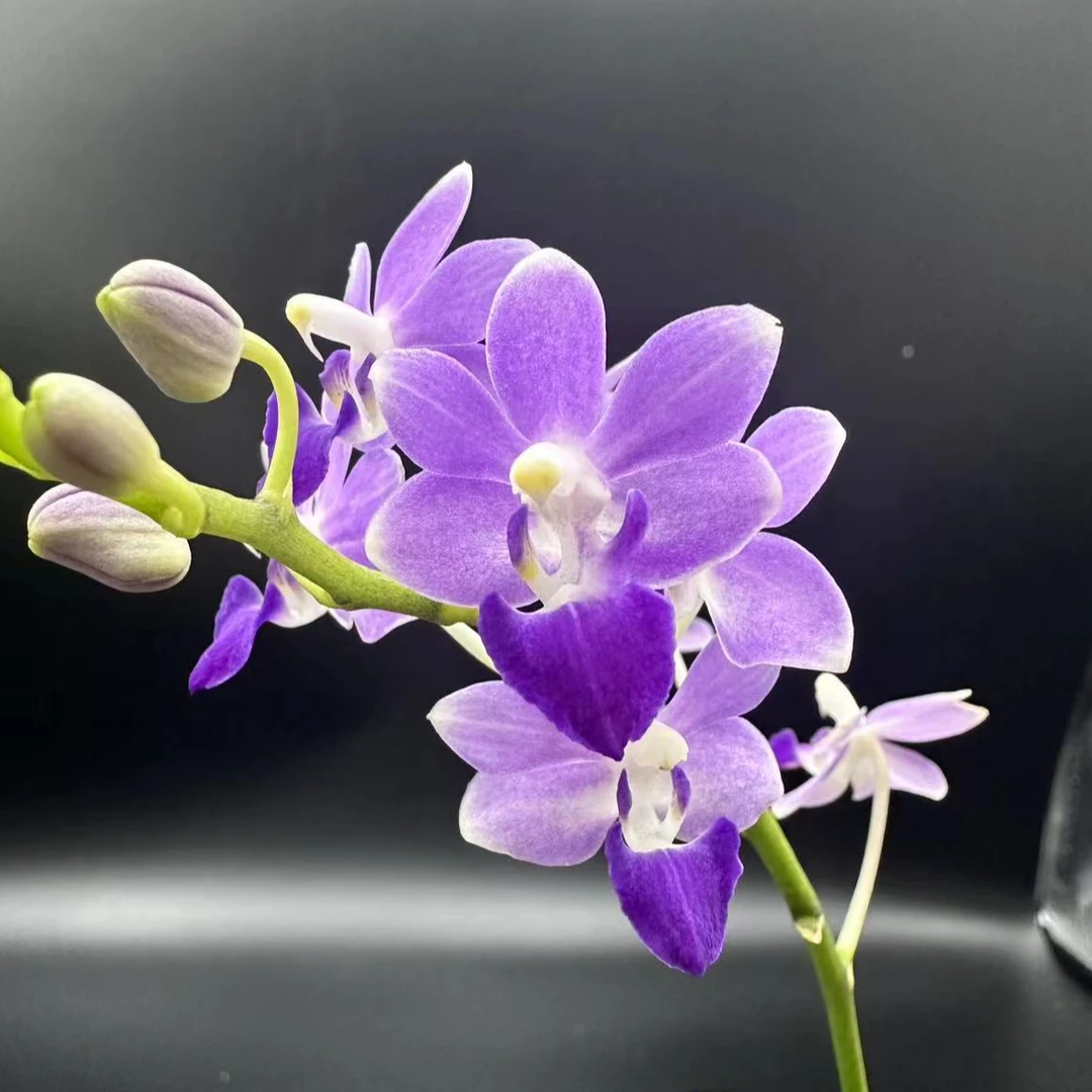 《蓝色幻想530》趣味蝴蝶兰 （3寸） 有香-蜡质感