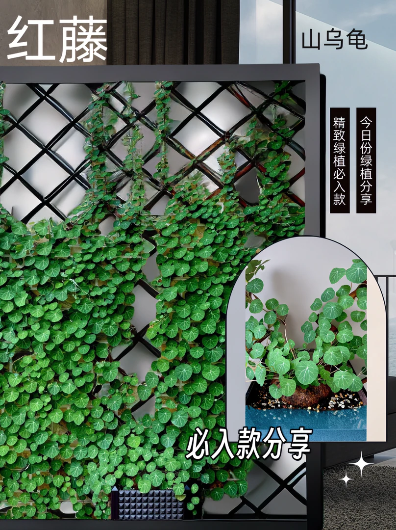 不死山乌龟红藤盆栽懒人植物室内室外爬藤绿植空气净化器户外庭院