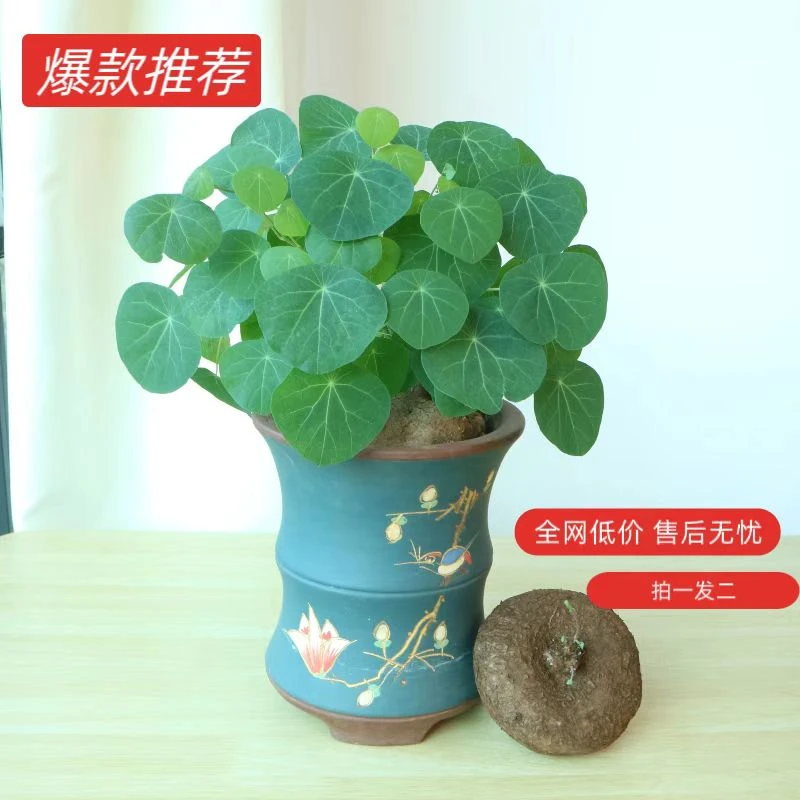 买一送一红藤山乌龟带芽土培水培绿植盆栽室内室外净化空气除甲醛