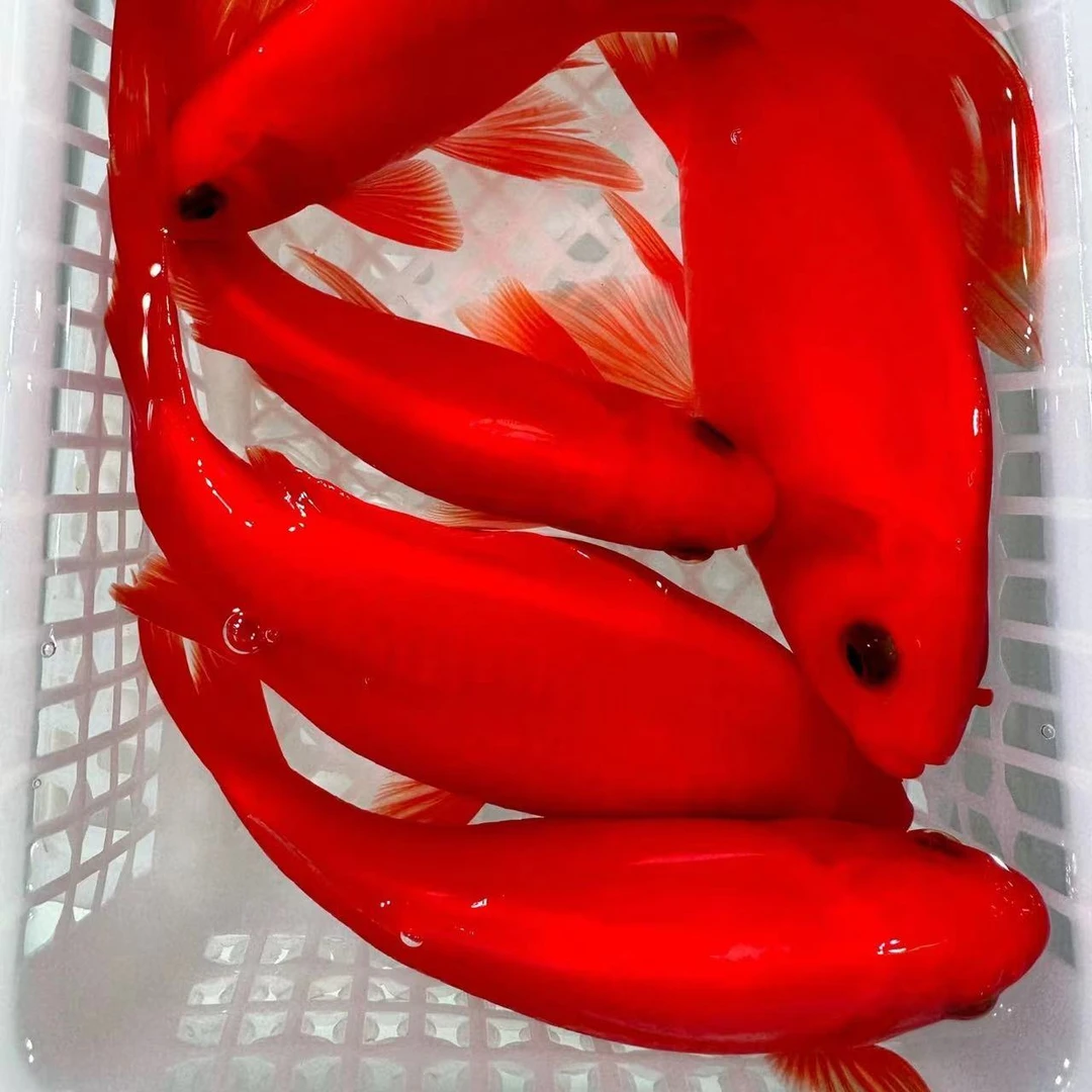 【小全红】冷水血红鹦鹉观赏鱼好养超萌好物