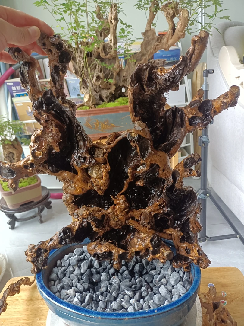 黄荆盆景素材镂空舍利桩