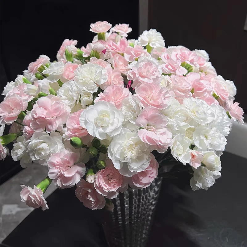 多头太子妃水养鲜花（顺丰冷链包邮）
